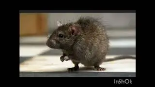Some facts about bandicoot rat