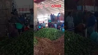 Sweet lime 🍏🍏🍏 today rate ananthapuram fruit market gooty road || చీనికాయ టన్ను#mosambi #battai
