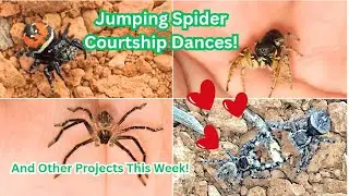 Inside Our Captive-Bred Jumping Spider & Beetle Projects