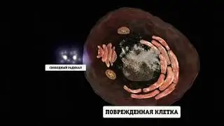 Радикал+Клетка