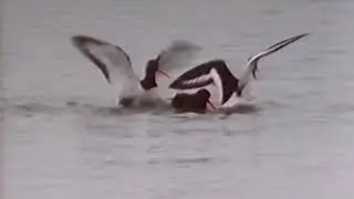 Heimische Tierwelt im Sommer - Theo Kubiak (1974)