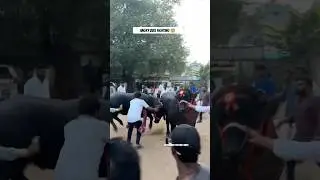 Angry bull fighting with bull | bull lifting | Sadar festival 2025 | Sadar #sadar2025 #sadarfestival