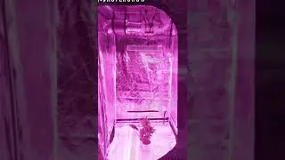 LED Grow Light ， Indoor Plants and Flower Greenhouse Grow Tent。