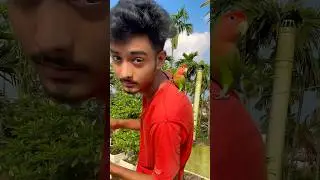 Mini vlogs with birds 🦜 / Love birds hand feeding tips #parrot #lovebirds #shortsfeed #pets