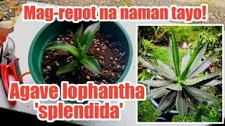 How to Repot Agave lophantha 'spledida'