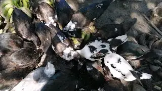 Catching 2 Muscovy Ducks to Slaughter  (part 1) 