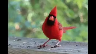 Psalm 100 ___ The Birds Enjoying The Bird Bath On A Hot Day