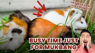 My pets Doing adult scenes, ASMR Guinea pig eating | Daily Broku Guinea Pig