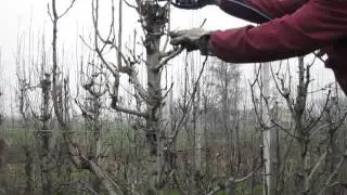 LEZIONE # 17 POTATURA PERE ABATE - POTATURA IN ALTO SUL CARRO MARCHESI