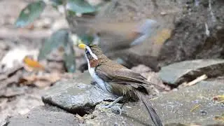white-browed scimitar babbler (Pomatorhinus schisticeps)