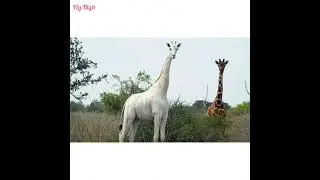 White Giraffe Facts - Let Me Fly High