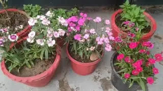 फूल वाले पोधे की देख रेख केसै करे | RADHEY KRISHNA GARDEN | 