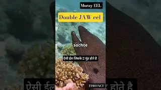 Moray eel ईल जिसके दो मुंह होते है #sciencefacts #morayeel #eel #eelfishing #ocean #deepsea #eelfish
