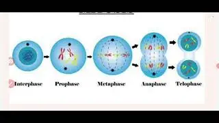 Cell cycle and Cell division in 15 min😍| for Boards and CUET students #biology #cellcycle #boards