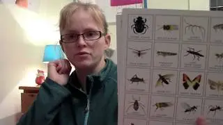 Bug Bingo Review