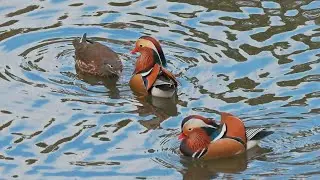 Documenting mandarin duck mating