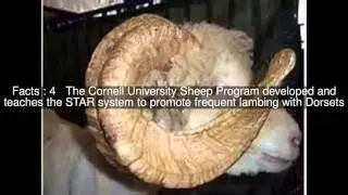 Dorset Horn Top  #7 Facts
