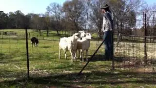 Matt and Kaizer Penning Sheep