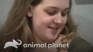 Check-up veterin&aacute;rio de um gecko-leopardo | Veterin&aacute;rio Das Montanhas | Discovery Brasil