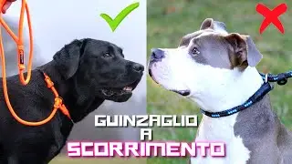 I GUINZAGLI a SCORRIMENTO non DEVONO a STROZZARE😤
