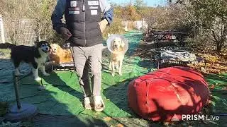 S. KOREA 9 DOGS 라이브 251111 #dog #반려견