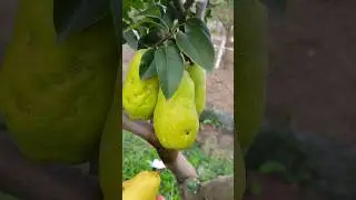 Груша привитая на яблоню