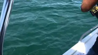 Stingray fishing Harry Atkinson&rsquo;s Reef
