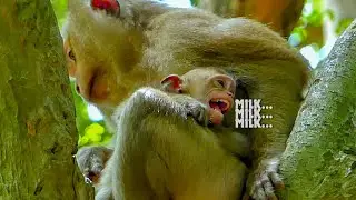 Milk... Milk... Million pity baby monkey Brandi crying hungry milk, Poor Brandi really miss mum