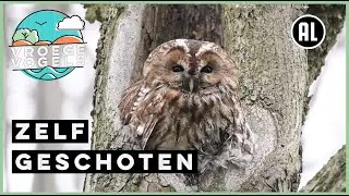 Wassende bosuil | Zelf Geschoten | Vroege Vogels