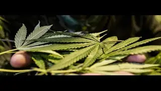 How do Canadians feel about legalizing marijuana?