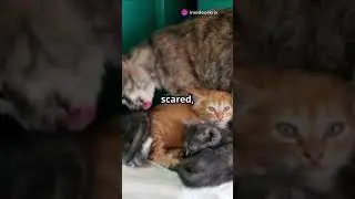 sad cat story, but a happy ending!!.. #cats #shorts