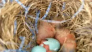 Baby Bird Hatching!!