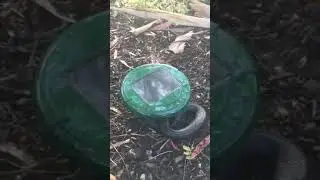 black snake