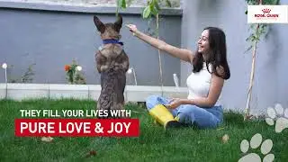 How to begin a perfect pet parenting journey | Start Of Life | Royal Canin India