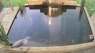 Heron attacks koi carp
