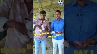 Rabbit farming #rabbitfarming #rabbitfarm #telugurabbitfarm #farming #rabbit #telugu#shorts#trending