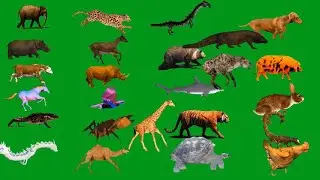 Animals Line Running Green Screen Best HD Animals Green Screen Video