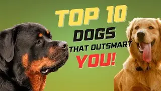 Top 10 Smartest Dog Breeds in the World 2025 | Most Intelligent Dogs Ranking You Won't Believe!