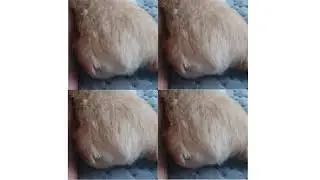 식빵 4조각 | 4 pieces of Welsh Corgi Bread | #shorts