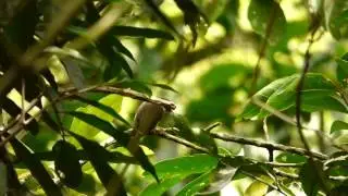 Grayish Piculet. Picumnus granadensis - Carpinterito Punteado Hotel Tinam&uacute;