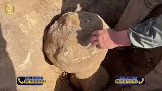 Field-Tested & Proven: Cobra GX 8000 Plus for Serious Treasure Hunters