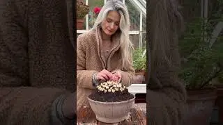 Muscari bulb art