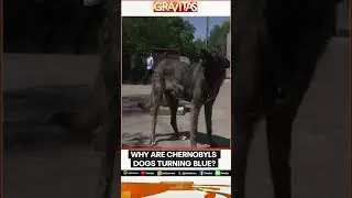 The Blue Dogs of Chernobyl: Mystery, Mutation or Chemical Exposure?