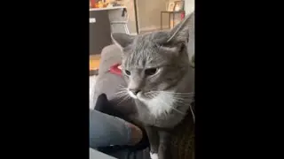Cat Initiates A Sudden Attack On His Owner