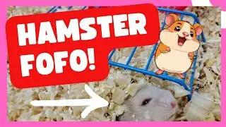 HAMSTER FOFO! O 