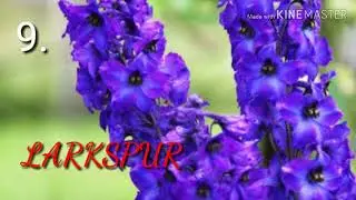 Top 15 Winter Flowers with NAMES
