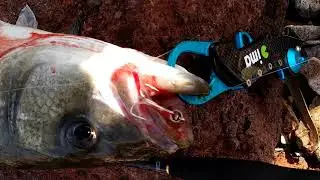 Megabass Shadow & Seabass