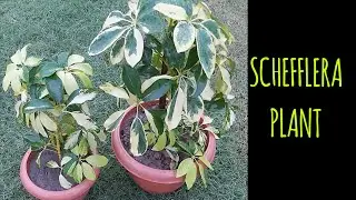 How to Grow  and take care of schefflera plant or Umbrella plant | Umbrella plant care| bonsai plant