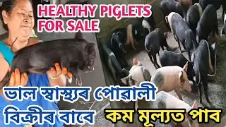 The Best Quality Piglets For Sale