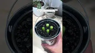 Выращивание зеленого лука в воде и в почве